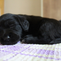 İngiliz Cocker Spaniel, Köpek  Isabel fotoğrafı