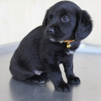 İngiliz Cocker Spaniel, Köpek  Isabel fotoğrafı