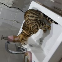 Bengal, Kedi  Zeus fotoğrafı
