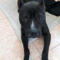 Boxer, Köpek  pitbull fotoğrafı