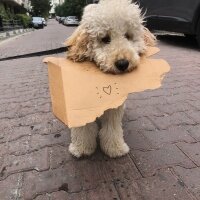 Poodle (Minyatür Kaniş), Köpek  Vegas fotoğrafı