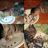 European Shorthair, Kedi  Bademm fotoğrafı