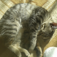 European Shorthair, Kedi  Bademm fotoğrafı