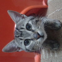 European Shorthair, Kedi  Bademm fotoğrafı