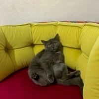 British Shorthair, Kedi  Mahur fotoğrafı