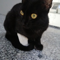 Bombay, Kedi  Balık fotoğrafı