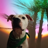 Dogo Arjantin, Köpek  ARES fotoğrafı