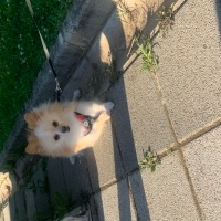 Pomeranyalı, Köpek  Milka fotoğrafı