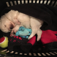 Maltese, Köpek  Luffy fotoğrafı