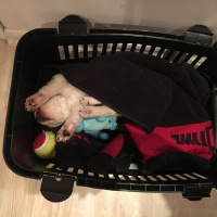 Maltese, Köpek  Luffy fotoğrafı