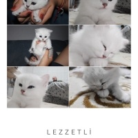 Scottish Fold, Kedi  Sütlaç fotoğrafı