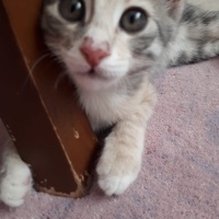 Tekir Kedi, Kedi  Boncuk fotoğrafı
