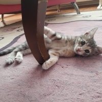 Tekir Kedi, Kedi  Boncuk fotoğrafı
