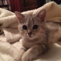 British Shorthair, Kedi  leo fotoğrafı