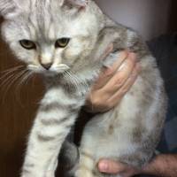 British Shorthair, Kedi  leo fotoğrafı