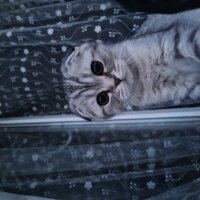 Scottish Fold, Kedi  Yumak fotoğrafı