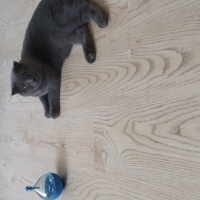 British Shorthair, Kedi  Gümüş fotoğrafı