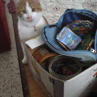 Tekir Kedi, Kedi  Marceline fotoğrafı