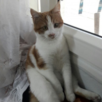 Tekir Kedi, Kedi  Marceline fotoğrafı