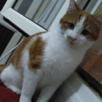 Tekir Kedi, Kedi  Marceline fotoğrafı