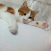 Tekir Kedi, Kedi  Marceline fotoğrafı