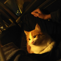 Tekir Kedi, Kedi  Marceline fotoğrafı