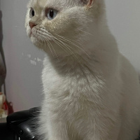 British Shorthair, Kedi  şüküfe fotoğrafı