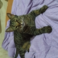 Tekir Kedi, Kedi  Toprak fotoğrafı