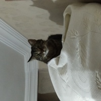 Tekir Kedi, Kedi  Toprak fotoğrafı
