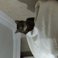 Tekir Kedi, Kedi  Toprak fotoğrafı