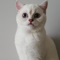 British Shorthair, Kedi  pamuk fotoğrafı