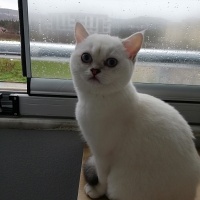 British Shorthair, Kedi  pamuk fotoğrafı