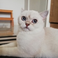British Shorthair, Kedi  pamuk fotoğrafı
