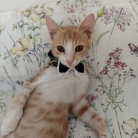 Sarman, Kedi  Ares fotoğrafı