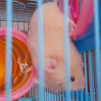 Hamster, Kemirgen  Bulut fotoğrafı