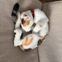 Tekir Kedi, Kedi  Miya fotoğrafı