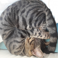 Tekir Kedi, Kedi  Şükrü  fotoğrafı
