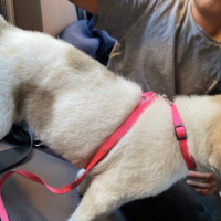 Kangal, Köpek  Oscar fotoğrafı