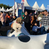 Kangal, Köpek  Oscar fotoğrafı
