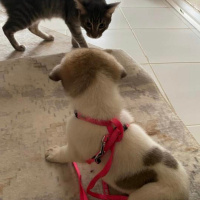 Kangal, Köpek  Oscar fotoğrafı