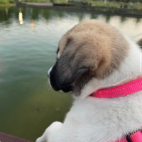 Kangal, Köpek  Oscar fotoğrafı