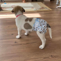 Kangal, Köpek  Oscar fotoğrafı