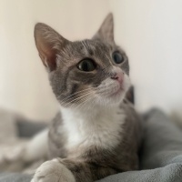 British Shorthair, Kedi  Dobby fotoğrafı