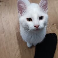 Van Kedisi, Kedi  Ayran fotoğrafı