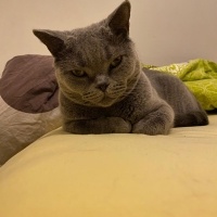 British Shorthair, Kedi  Morty fotoğrafı