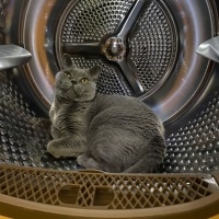 British Shorthair, Kedi  Morty fotoğrafı