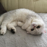 Exotic Shorthair, Kedi  Pıtır fotoğrafı