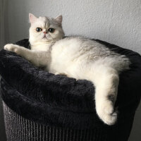 Exotic Shorthair, Kedi  Pıtır fotoğrafı