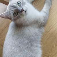 British Shorthair, Kedi  Sütlaç fotoğrafı