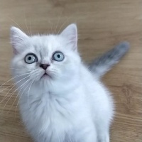 British Shorthair, Kedi  Sütlaç fotoğrafı